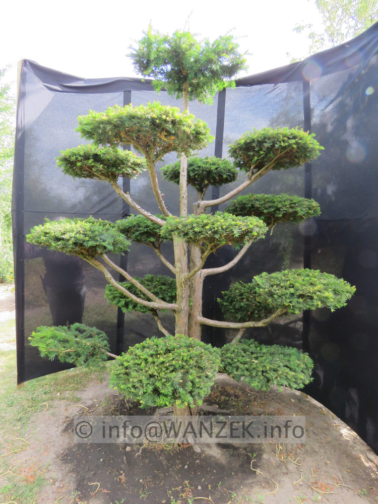 Taxus baccata Dovastoniana Bonsai 04.JPG